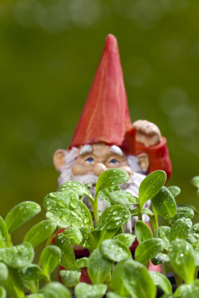 Small garden gnome behind borage plant