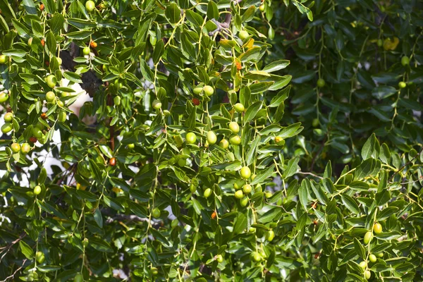Jovem oliveira com azeitonas não maduras — Fotografia de Stock