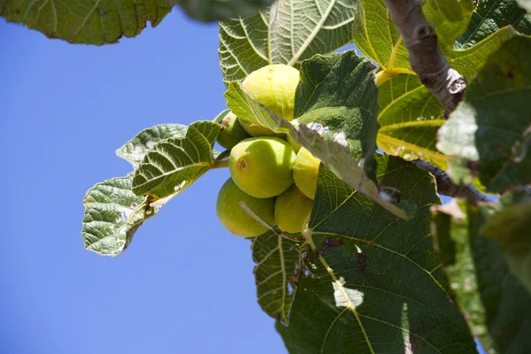 Onrijpe vijgen op de boom in Zuid-Frankrijk — Stockfoto