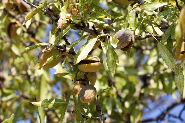 Rijpe amandel vruchten op een boom — Stockfoto