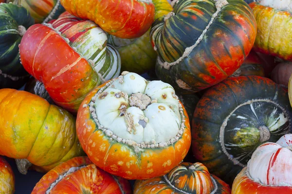 Close-up of different acorn squash — Stock Photo, Image