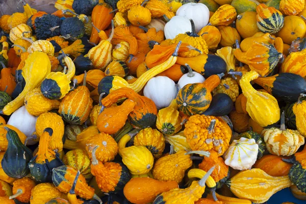 Many colorful pumpkins — Stock Photo, Image