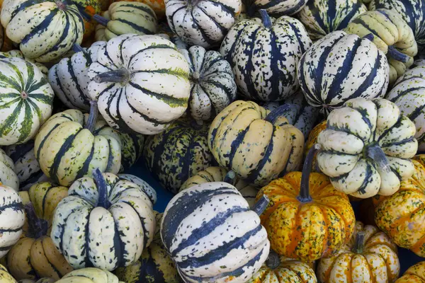 Background made of colorful gourds — Stock Photo, Image