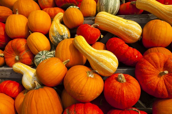 Background of many pumpkins — Stock Photo, Image