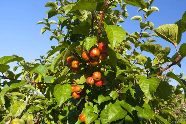 Crabapple árvore com frutas — Fotografia de Stock