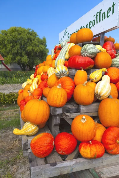 Many colorful ornamental gourds on a wagon — Stock Photo, Image