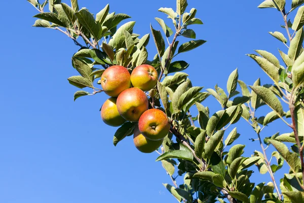 Manzanas frescas y crujientes en el árbol —  Fotos de Stock