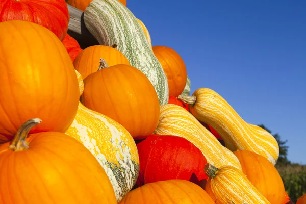 Gros plan de nombreuses gourdes ornementales colorées — Photo