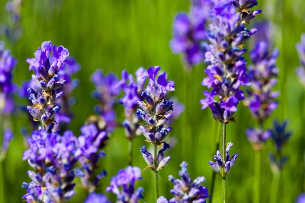 Flores de lavanda —  Fotos de Stock