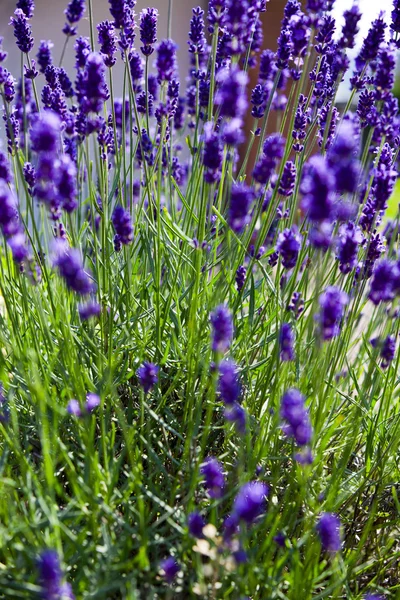 Lavendel plant in de zomer — Stockfoto