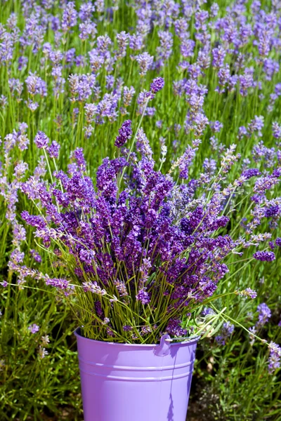 Cubo de metal con lavanda — Foto de Stock