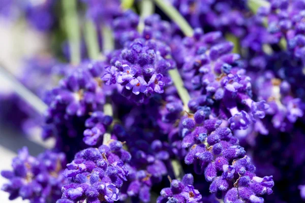 Makro skott av lavendel blommor — Stockfoto