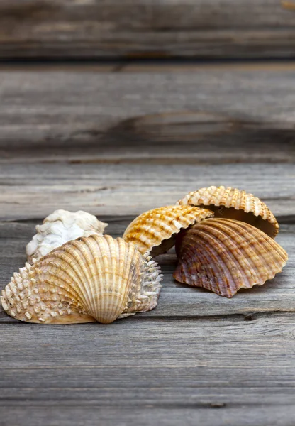 Close-up zeeschelpen — Stockfoto