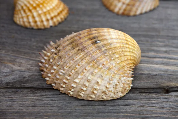 Macro shot of a spiny seashell — Stock Photo, Image