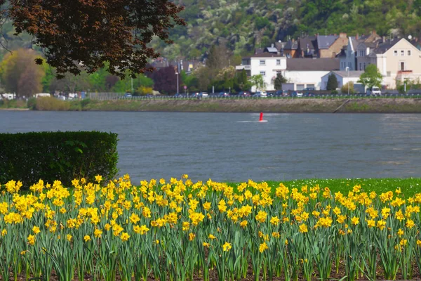 Many yellow Daffodils on the banks of the Rhine — Stock Photo, Image