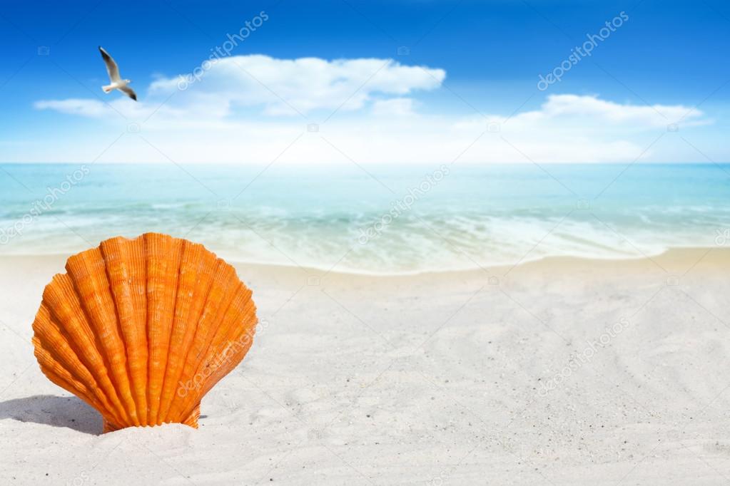 Orange Scallop Seashell on the Beach