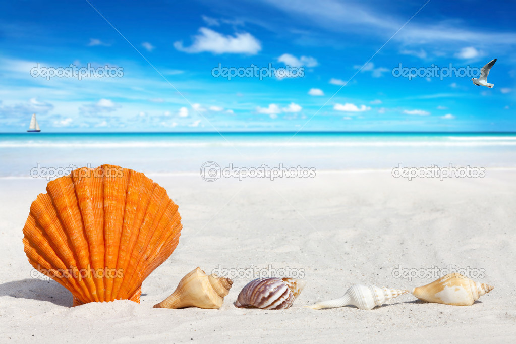 Scallop Seashell on the Beach