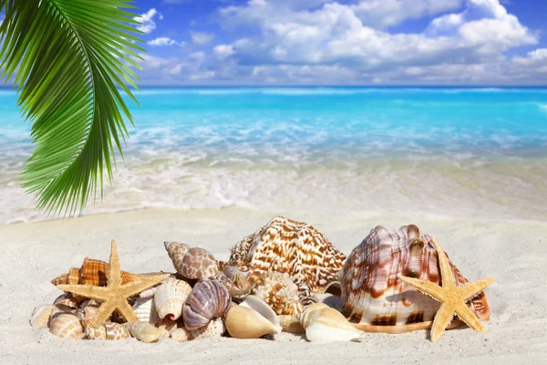 Some Seashells and Starfish on the Beach — Stock Photo, Image