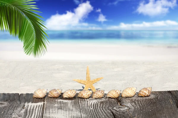 Starfish and Seashells under Palm Frond — Stock Photo, Image