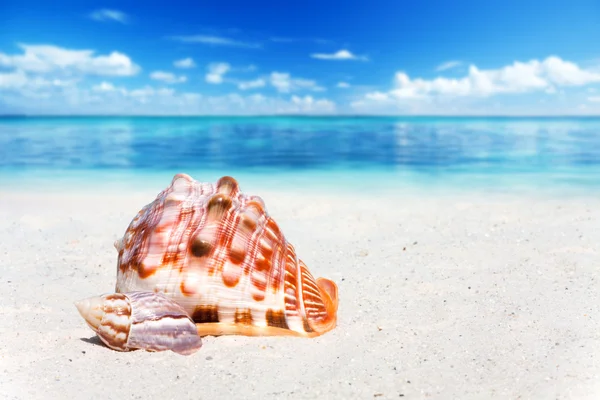 Dos conchas marinas en la playa —  Fotos de Stock