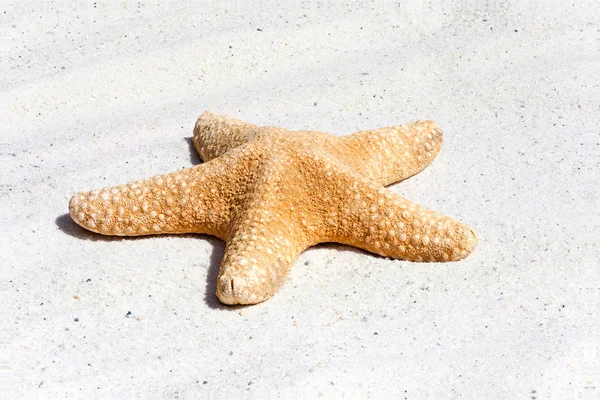 Starfish na areia — Fotografia de Stock