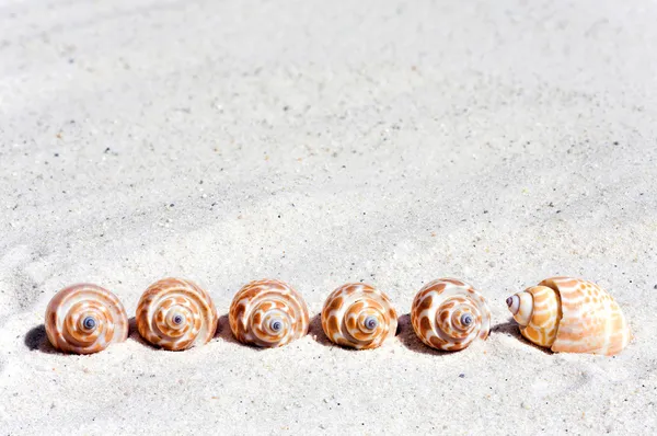 在行中的海滩上的贝壳 — 图库照片