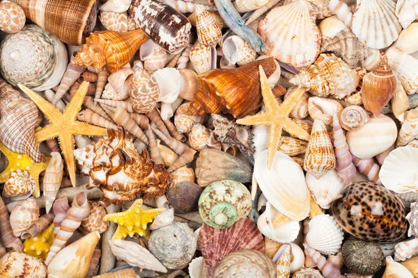 Background made of sea shells — Stock Photo, Image