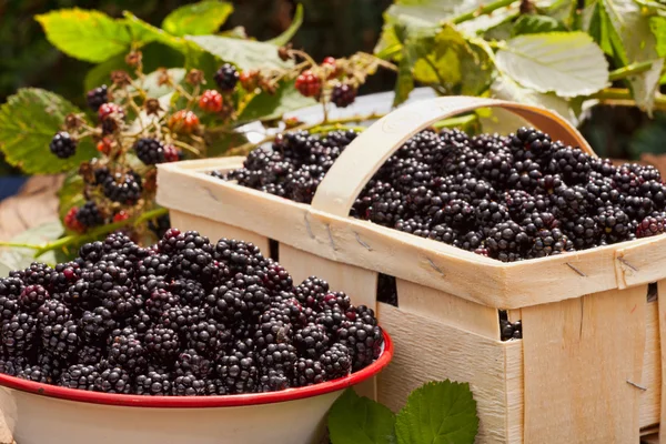 Freshly harvested forest blackberries — Stock Photo, Image