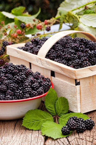 Freshly harvested forest blackberries — Stock Photo, Image