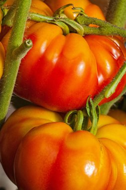 Olgun ve sulu biftek domates