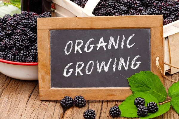 Slate blackboard with the words: Organic Growing — Stock Photo, Image