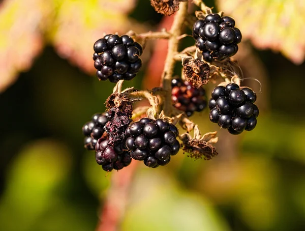 Moras maduras —  Fotos de Stock