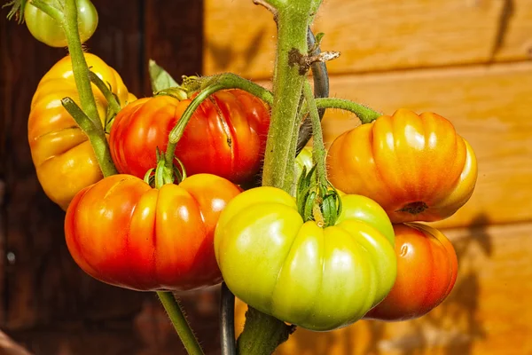 Pianta di pomodoro con pomodori da carne nel giardino di casa — Foto Stock