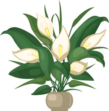 Çiçek saksısında çiçek açan spathiphyllum. Beyaz çiçekli ev bitkisi