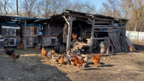 Csirkék Séta Közelében Tyúkketrecben Udvaron Egy Vidéki Ház Falu Vytkivtsi — Stock videók