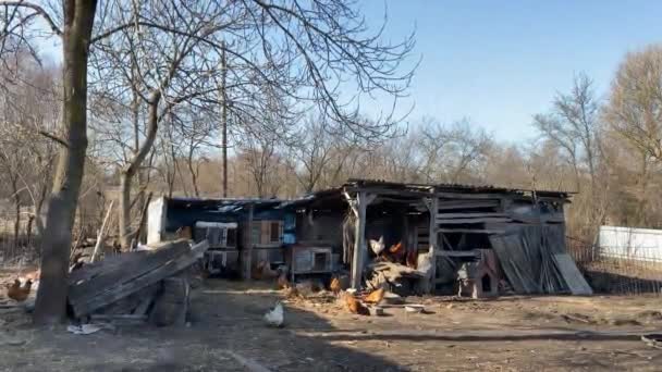 닭들은 우크라이나 테르노필 지역의 키브스 마을에 마당에서 근처를 — 비디오