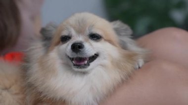 Tatil konsepti 4k Çözünürlük. Sahibi köpeği okşuyor..
