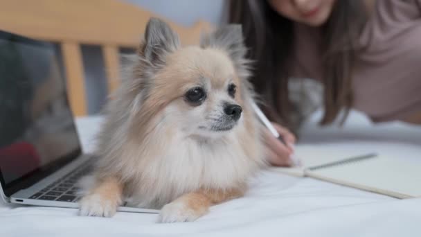 Urlaubskonzept Der Auflösung Hunde Warten Darauf Dass Ihre Besitzer Mit — Stockvideo