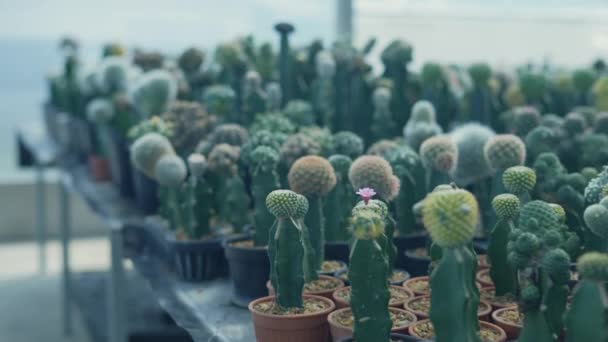 Small Gardening Concept Resolution Cactus Nursery Cultivation Breeding — Stock Video