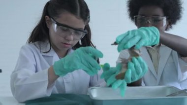 Eğitim konsepti 4k Kararlılık. Öğrenciler laboratuarda fen dersi alıyor. Biyolojik Hayvan Araştırması. Amfibiler hakkında bilgi.