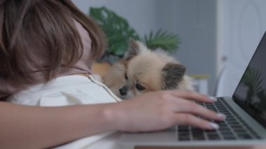Tatil konsepti 4k Çözünürlük. Köpek yatak odasında sahibine sarılıyor..