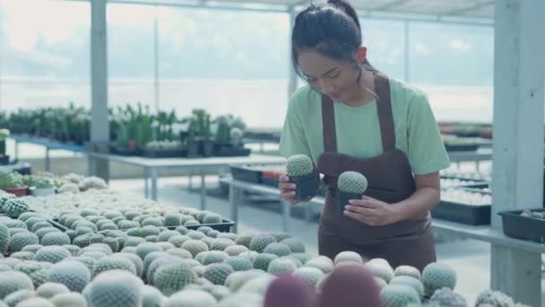 Business Concept Resolution Asian Woman Checking Cactus Shop Product Selection — Stock Video