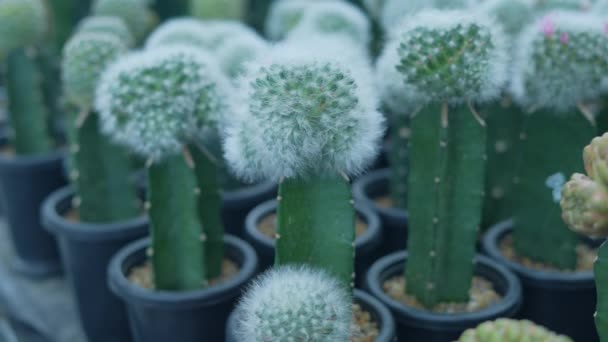 Piccolo Concetto Giardinaggio Risoluzione Cactus Nella Nursery Coltivazione Riproduzione — Video Stock