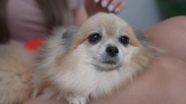 Tatil konsepti 4k Çözünürlük. Sahibi köpeği okşuyor..