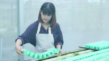 4k Çözünürlük Tarım Konsepti. Seralarda sebze filizleri yetiştiren Asyalı kadın. Çekirdekleri sebze bahçesine taşı..