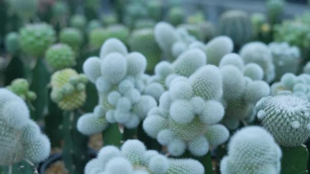 Piccolo Concetto Giardinaggio Risoluzione Cactus Nella Nursery Coltivazione Riproduzione — Video Stock
