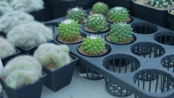 Petit Concept Jardinage Résolution Cactus Dans Pépinière Culture Élevage — Video