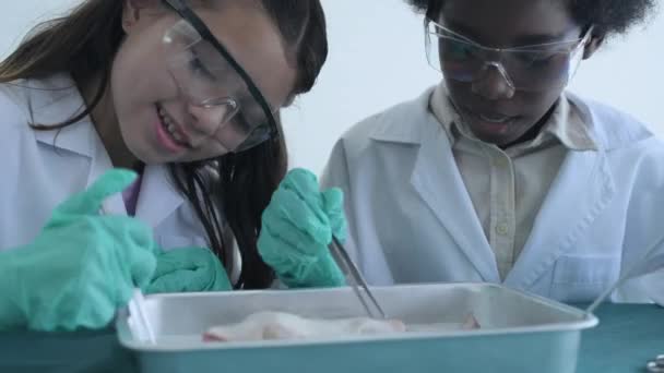 Education Concept Resolution Researchers Dissecting Frogs Lab — Stock Video