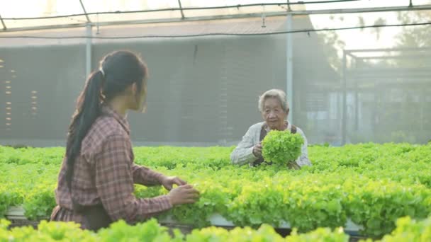 Landbouwconcept Van Resolutie Aziatische Vrouw Plukken Groenten Kas — Stockvideo