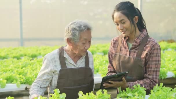 Landbouwconcept Van Resolutie Aziatische Vrouw Die Groenten Controleert Kas Evaluatie — Stockvideo